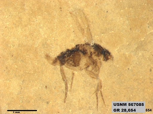 Insecta