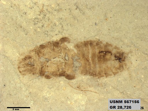 Genus sp