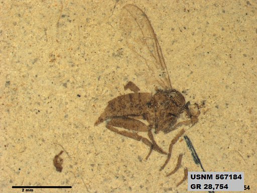 Insecta