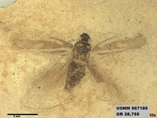 Genus sp