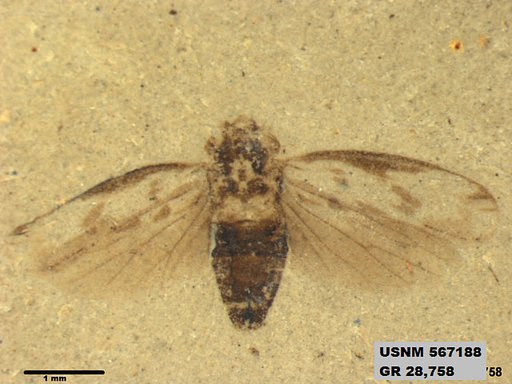 Genus sp