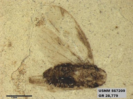 Genus sp