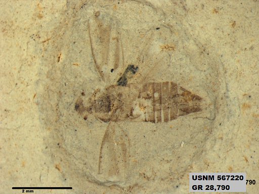 Genus sp