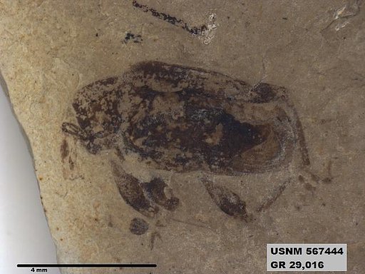 Insecta