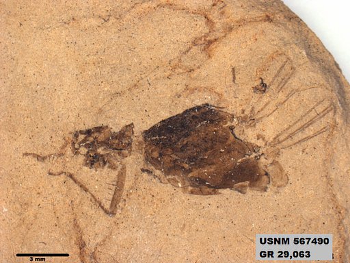 Insecta