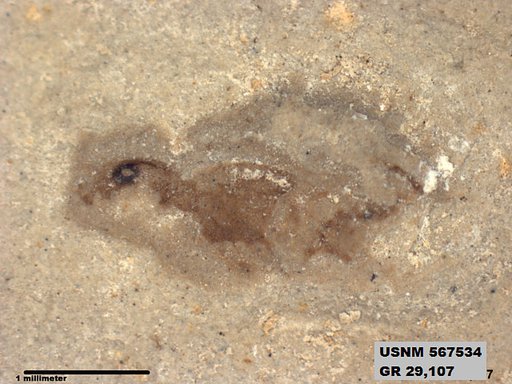 Genus sp