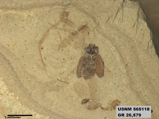 Insecta