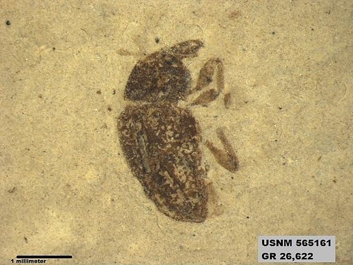 Genus sp
