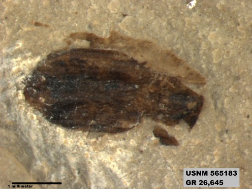 Insecta