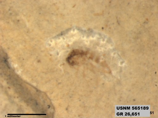 Genus sp