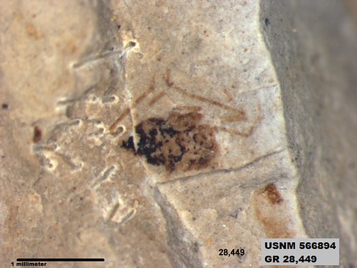 Insecta