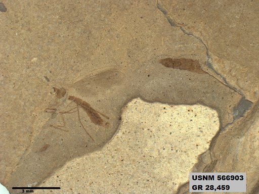 Genus sp