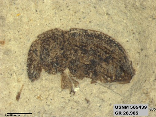 Insecta