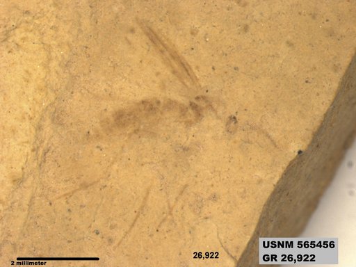 Genus sp