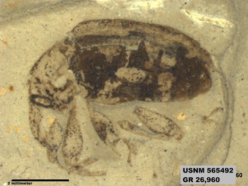 Insecta