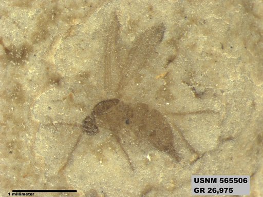 Genus sp