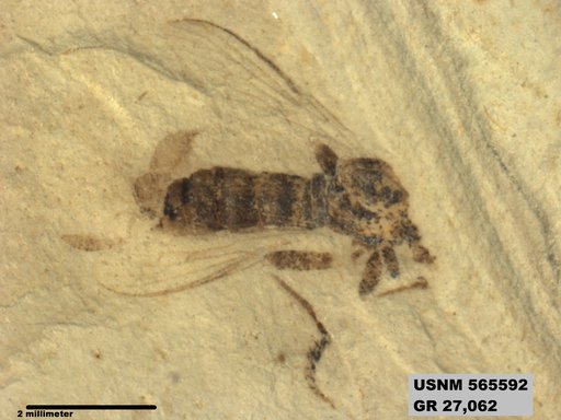 Insecta