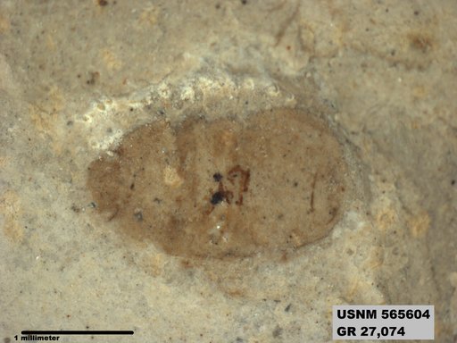 Genus sp