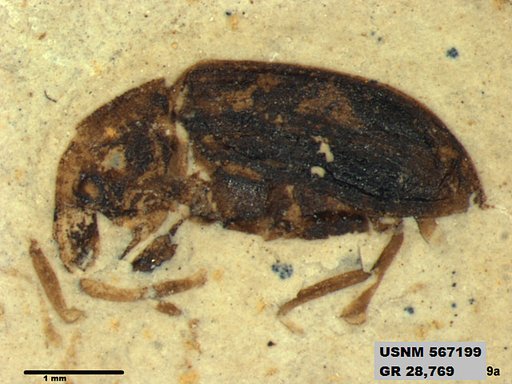 Insecta