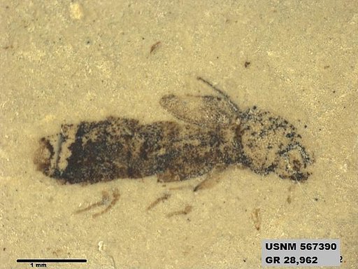 Genus sp