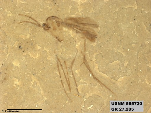 Genus sp