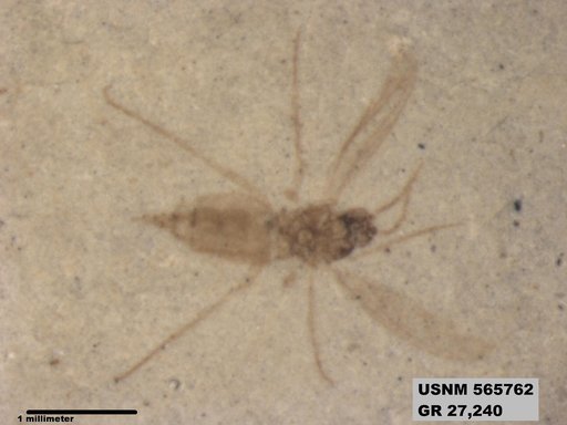 Insecta