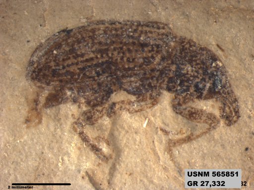 Insecta