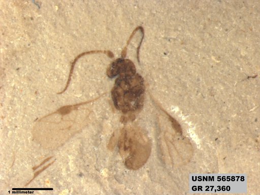 Insecta