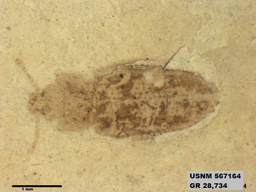 Genus sp