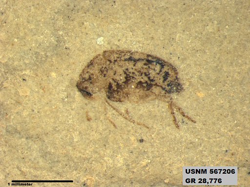 Insecta