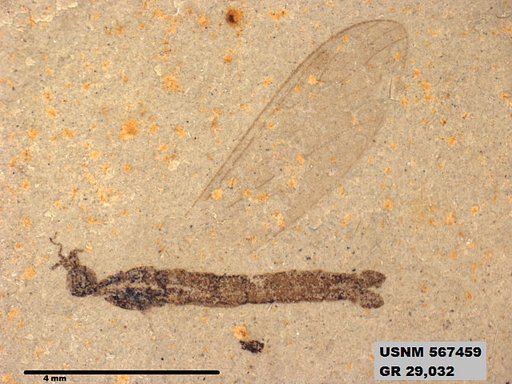 Genus sp