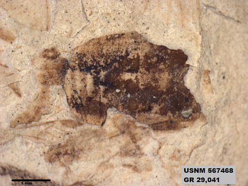 Insecta