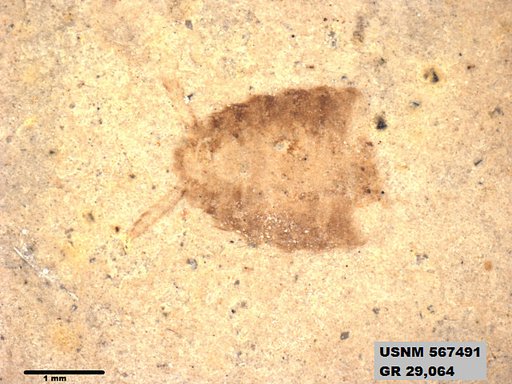 Insecta