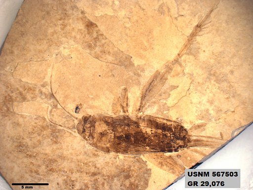 Genus sp