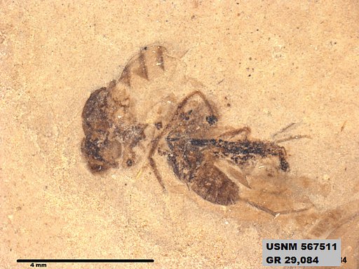 Genus sp