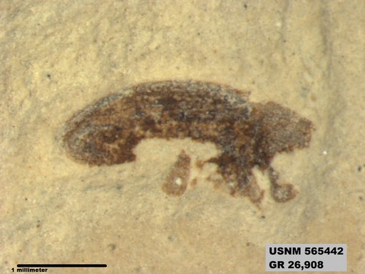 Genus sp