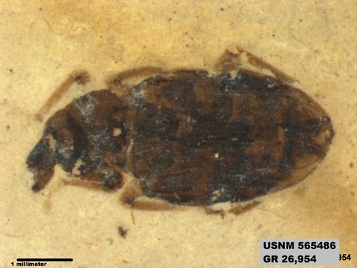 Insecta