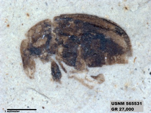Insecta