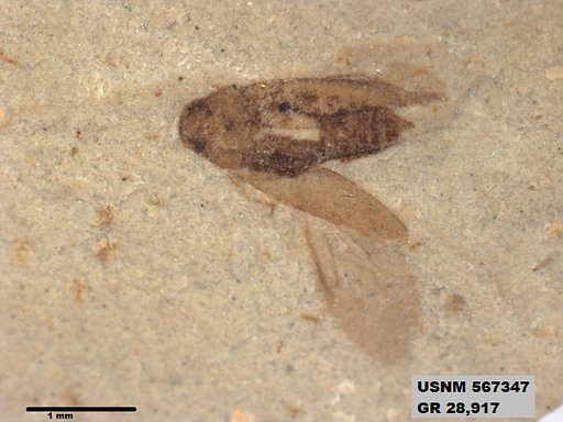 Insecta
