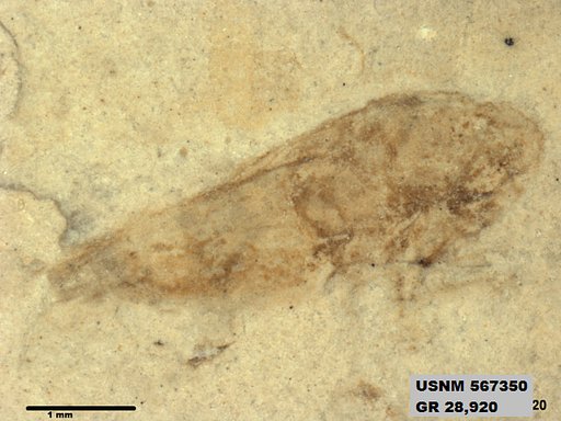 Genus sp