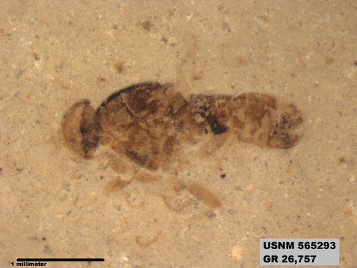 Genus sp