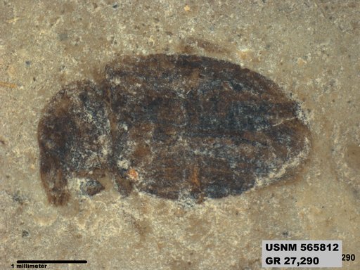 Insecta
