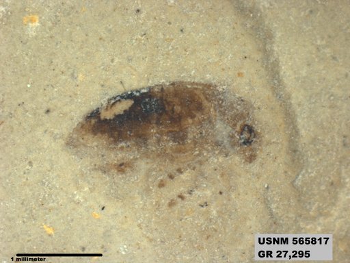 Genus sp