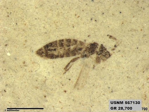 Insecta