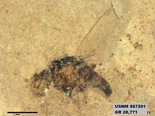 Insecta