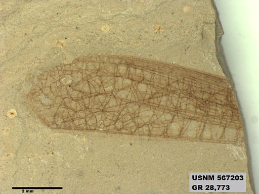 Eoerianthus eocaenicus