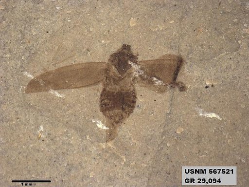 Genus sp