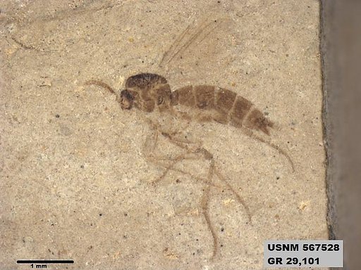 Insecta