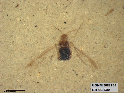 Genus sp