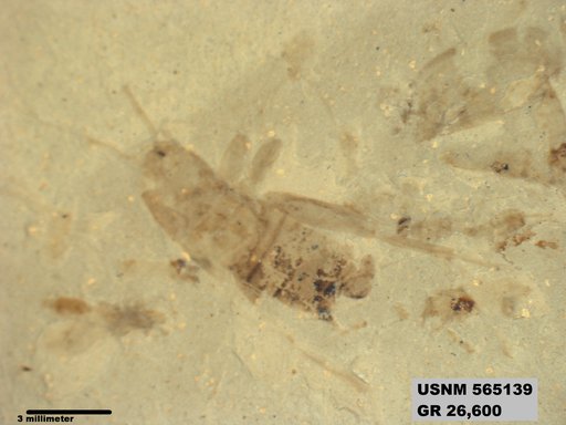 Genus sp